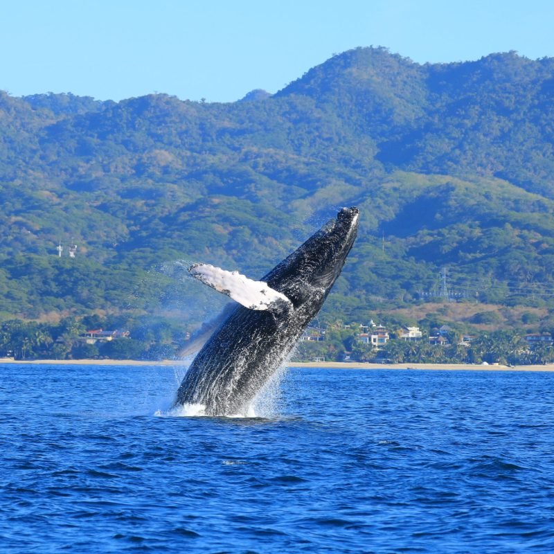 Tour 12. Whale Watching